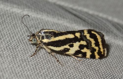 Réf. 187 457 : Acontia trabealis